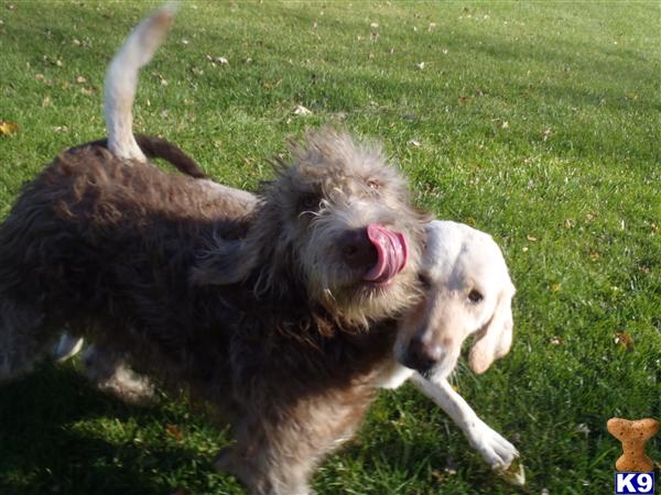 Dogs for Sale in IA